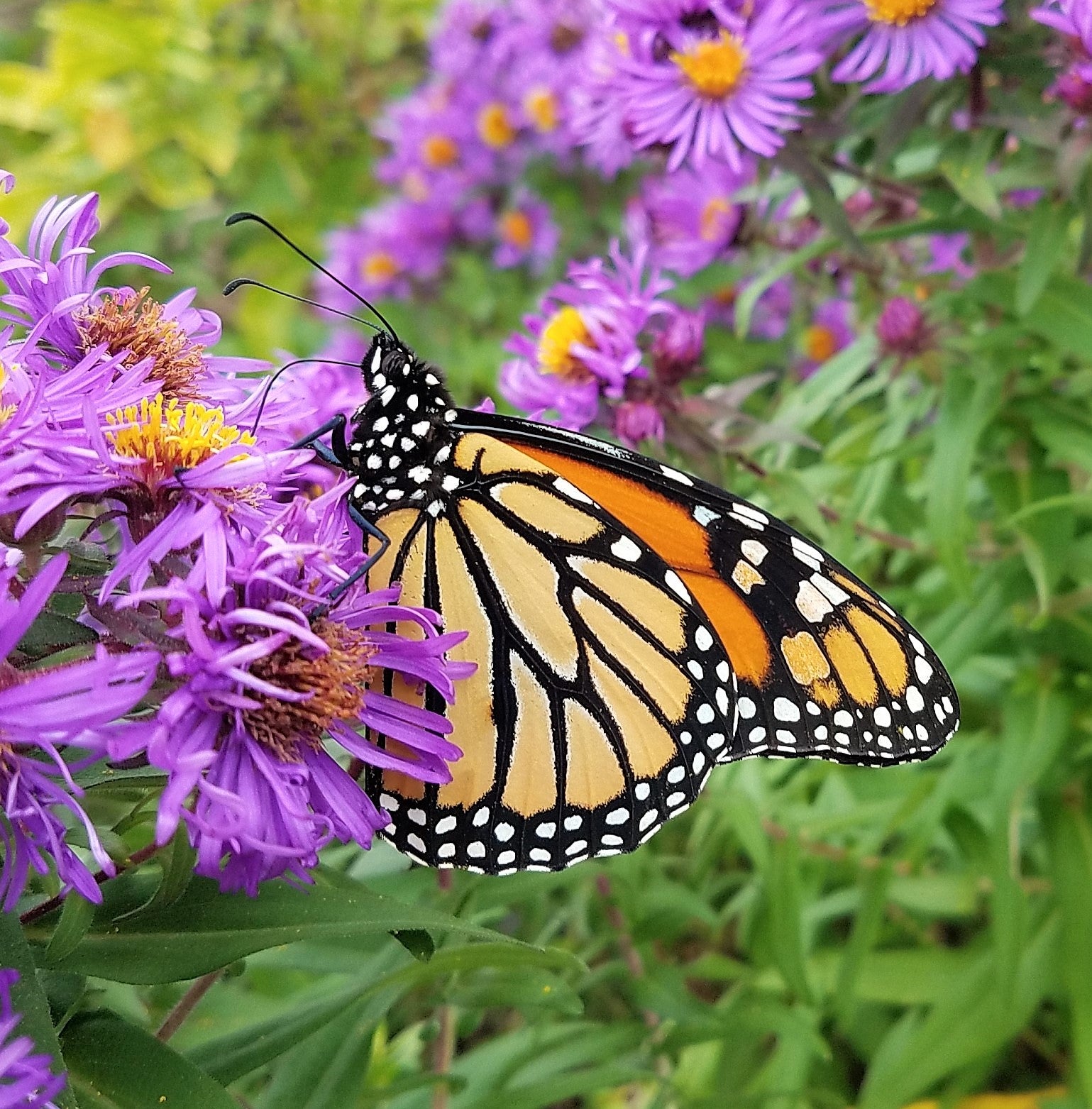 Butterfly Gardening