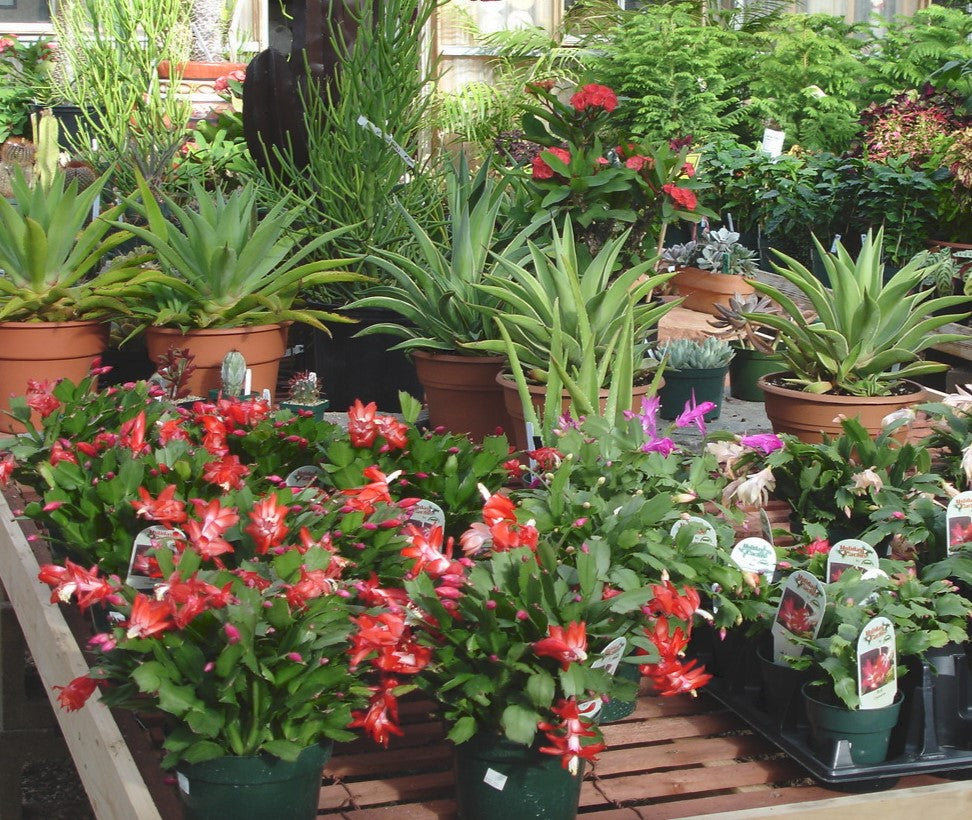 Christmas cactus in greenhouse