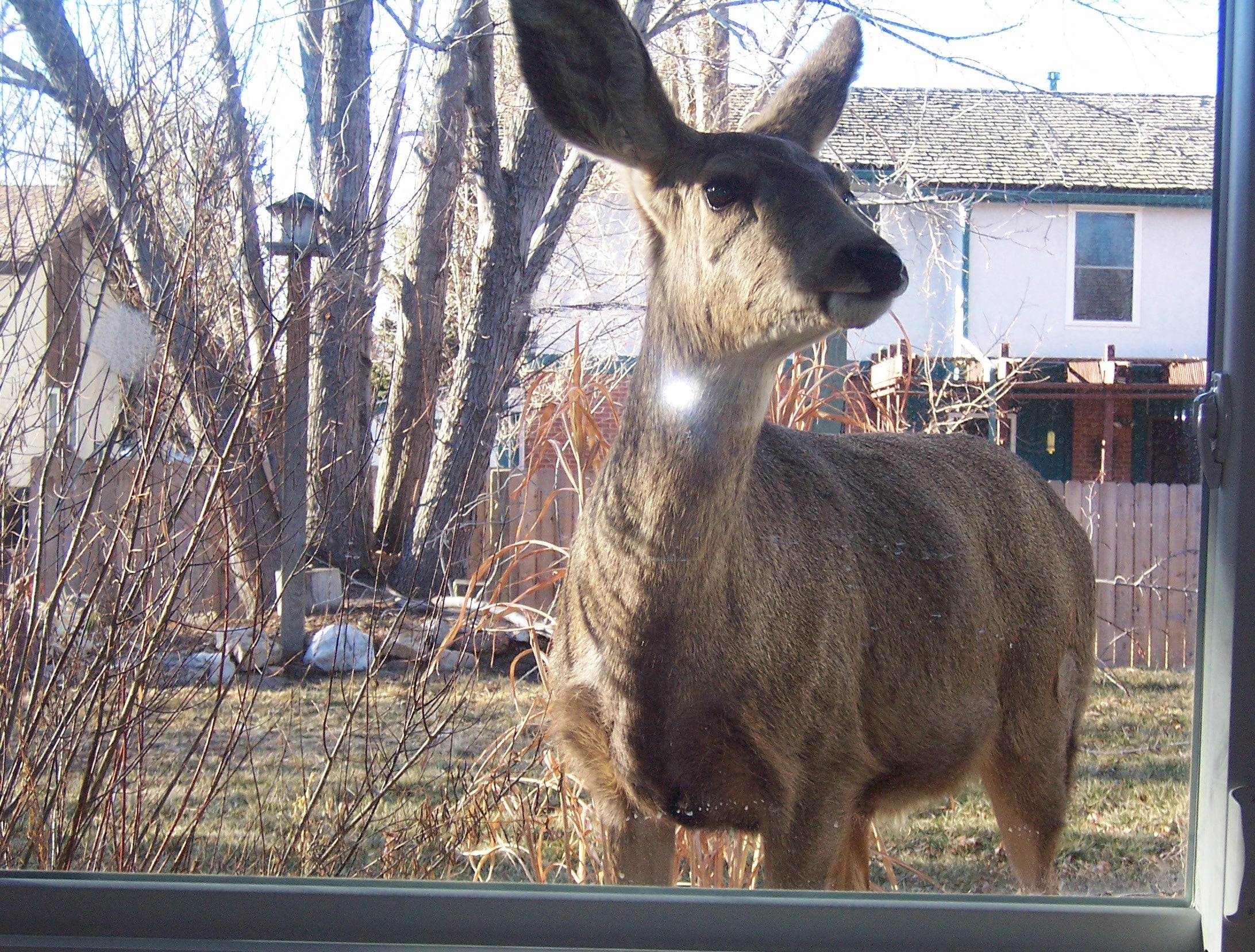 Gardening With Deer