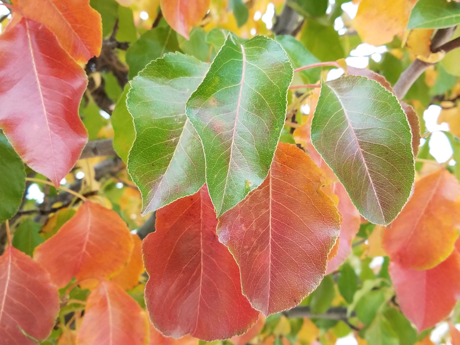 Fall leaves in orange and red