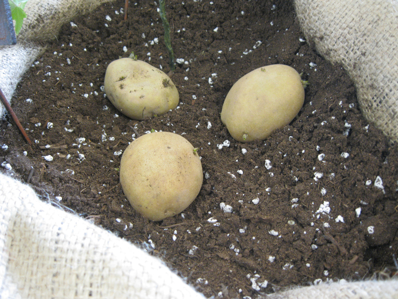 Potatoes In The Home Garden