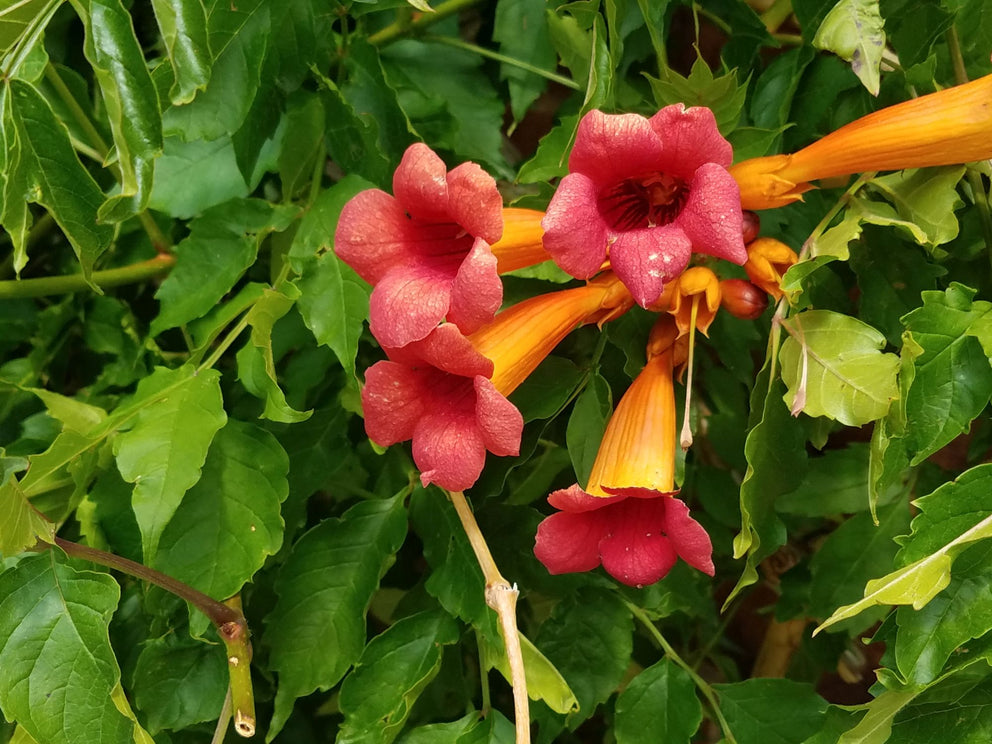 An image of a red/orange Campsis Trumpet Vine