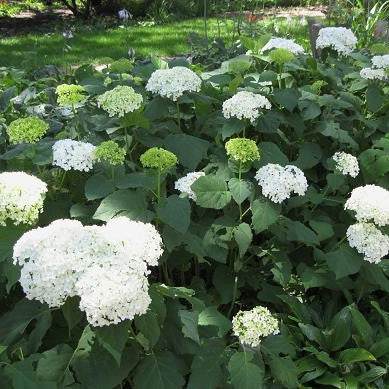 An image of a white Hydrangea shrub