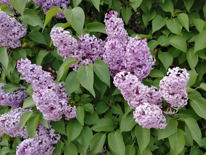 Common lilac, plant