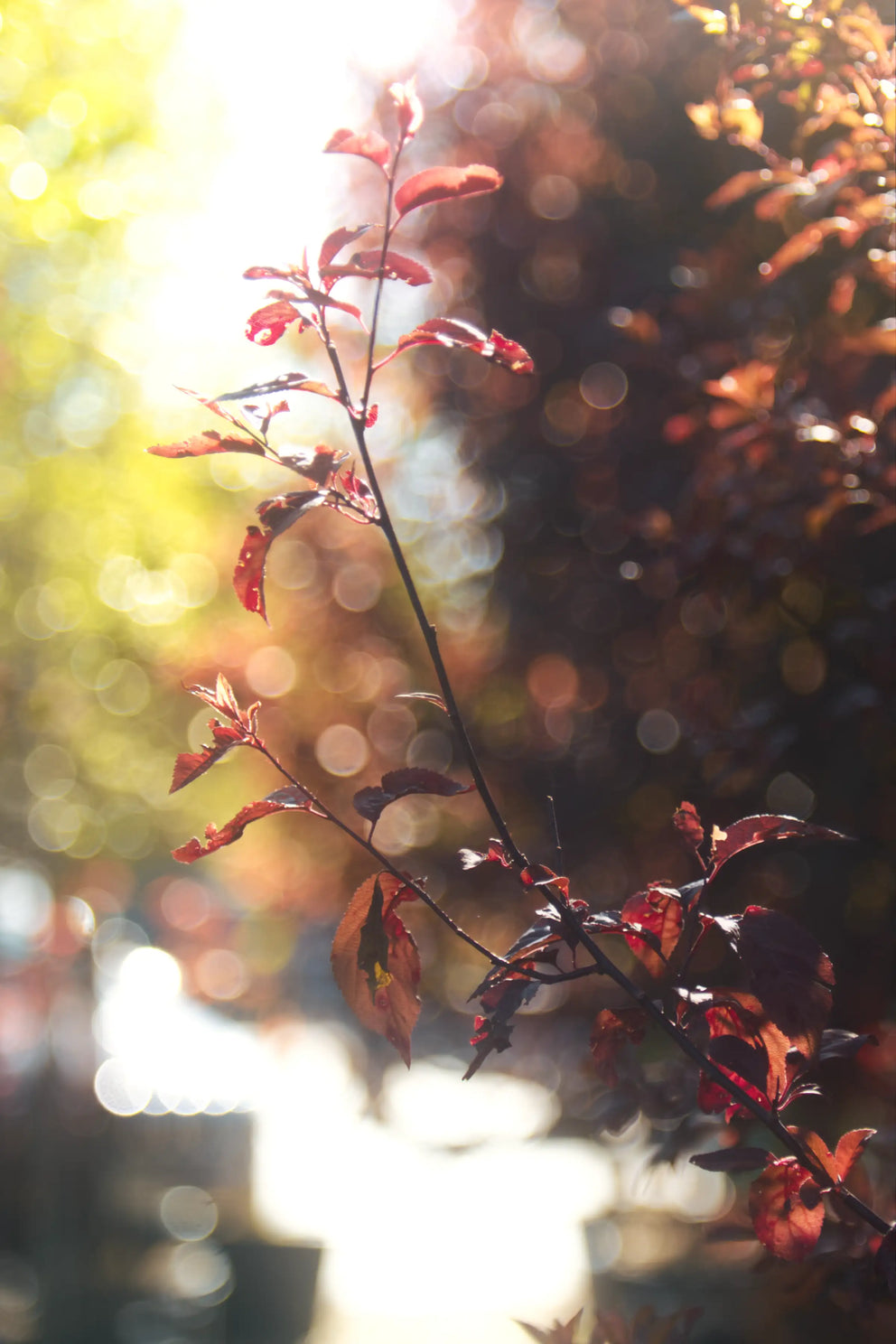 A small branch with the rising sun behind it