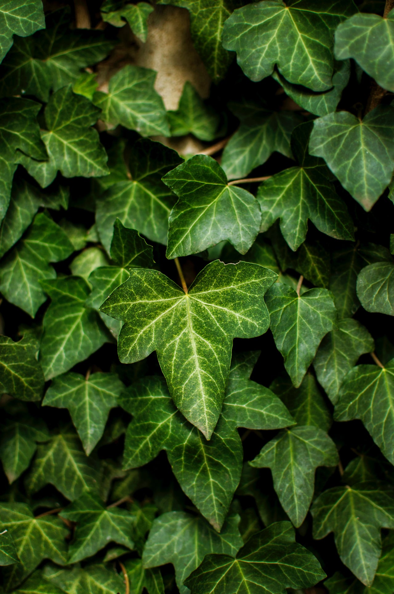 An image of an ivy plant