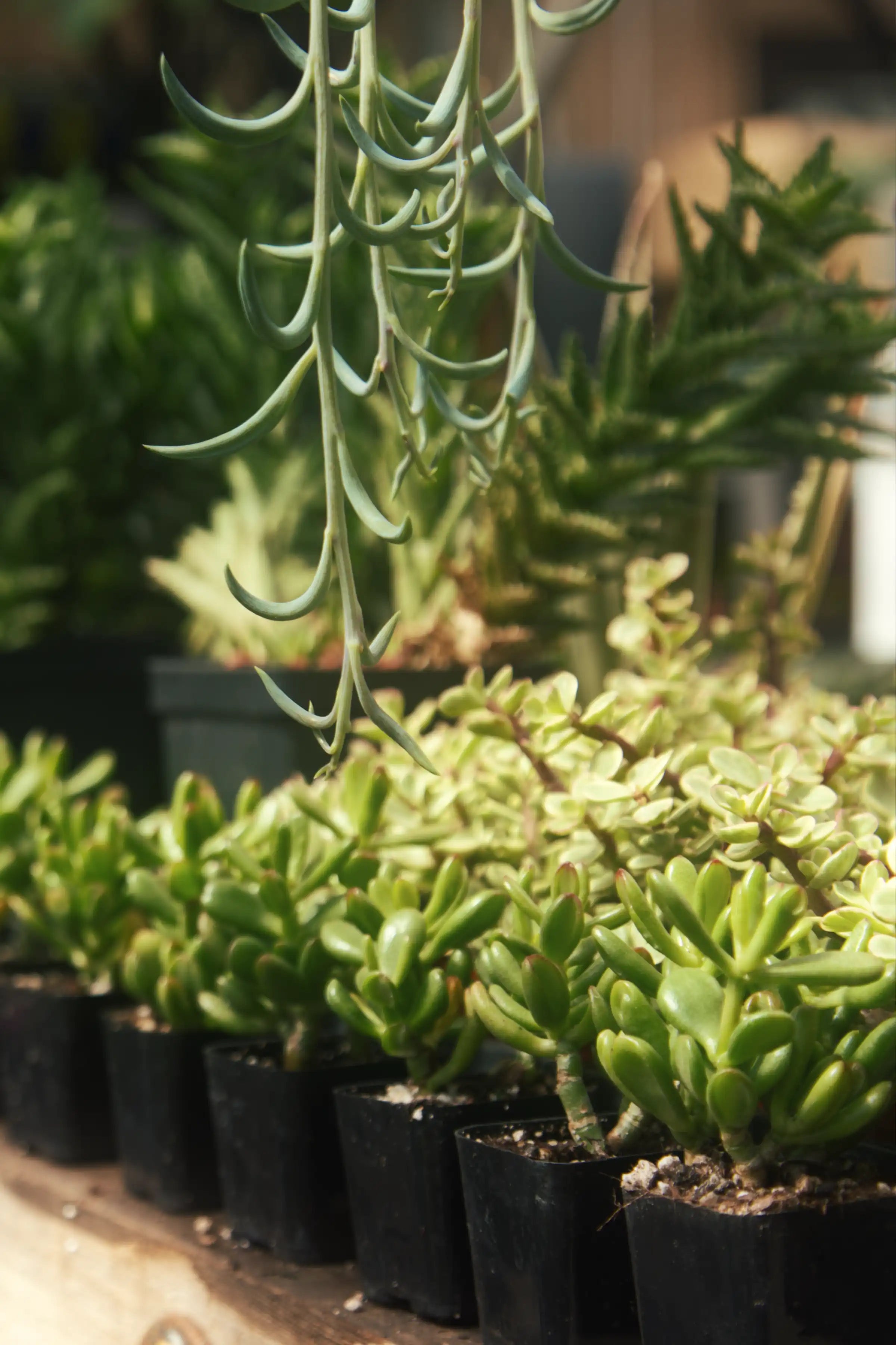 A photograph of small succulents found at Phelan Gardens