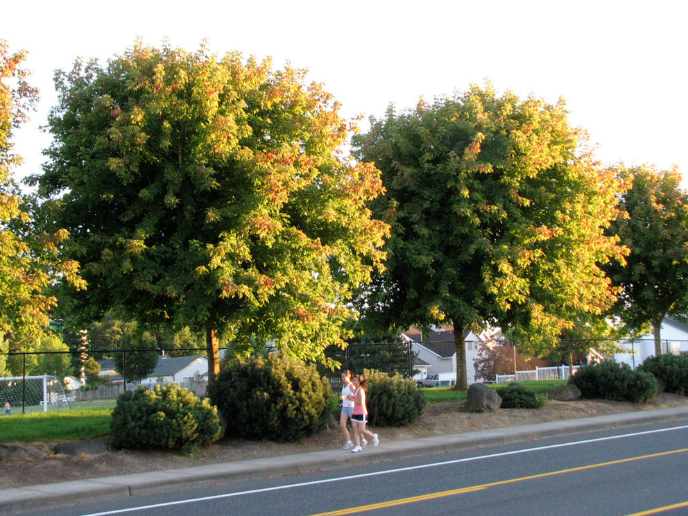 Phelan Gardens – Ornamental Trees