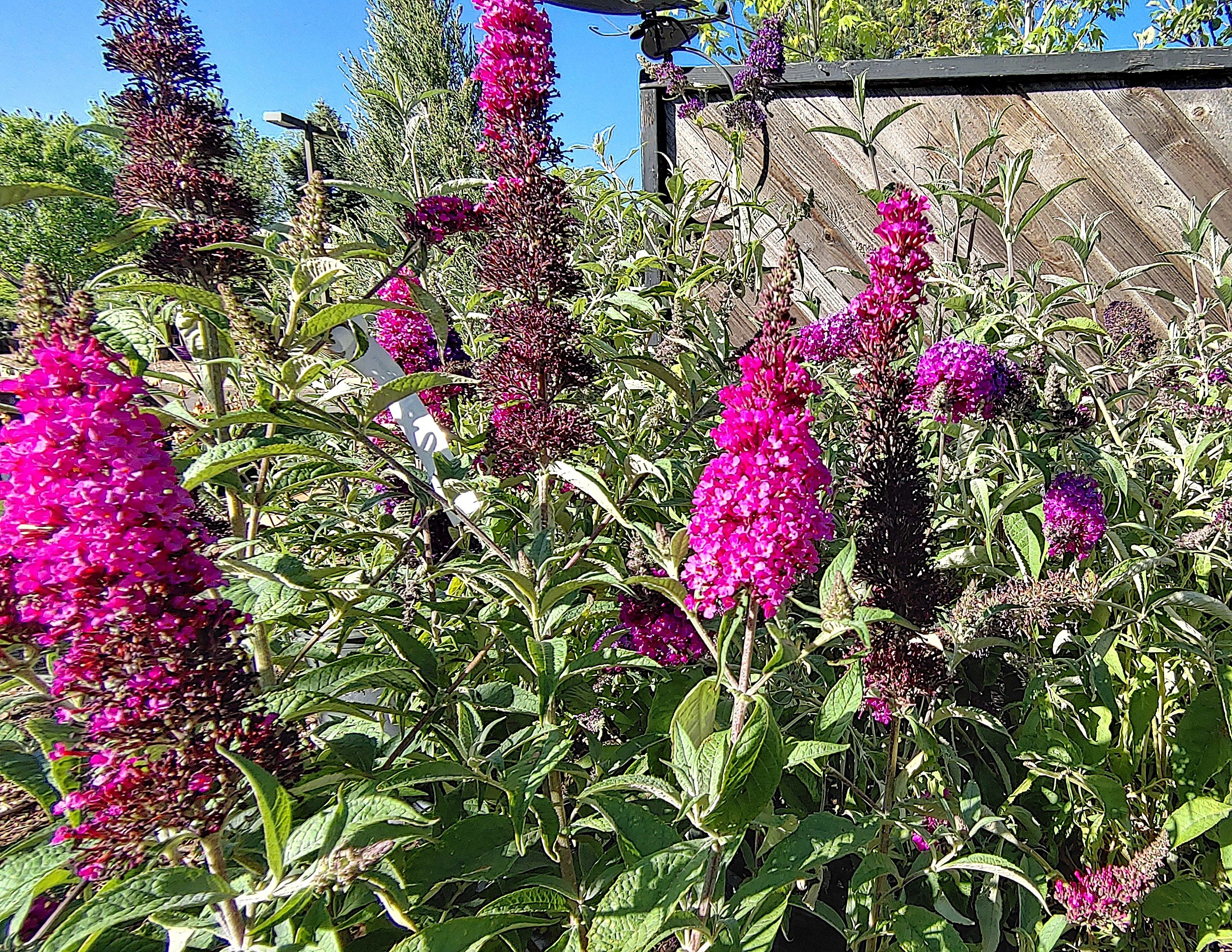Buddleia Red Hot Raspberry Phelan Gardens – Shrubs For Sun