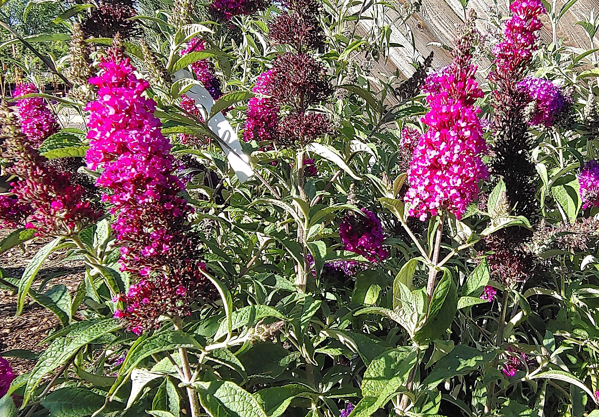 Buddleja Leah Raspberry Phelan Gardens – Shrubs For Sun