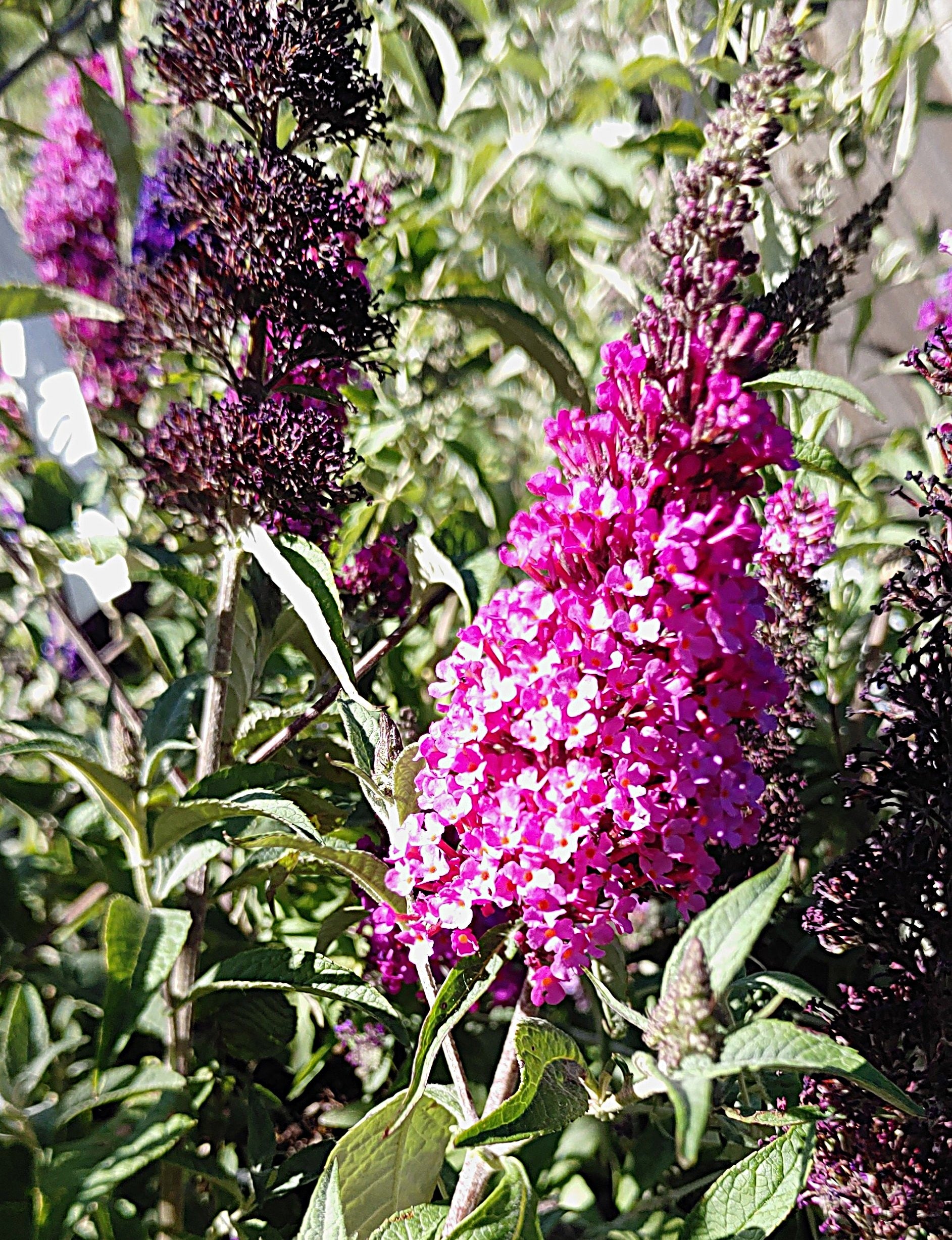 Buddleia Red Hot Raspberry Phelan Gardens – Shrubs For Sun