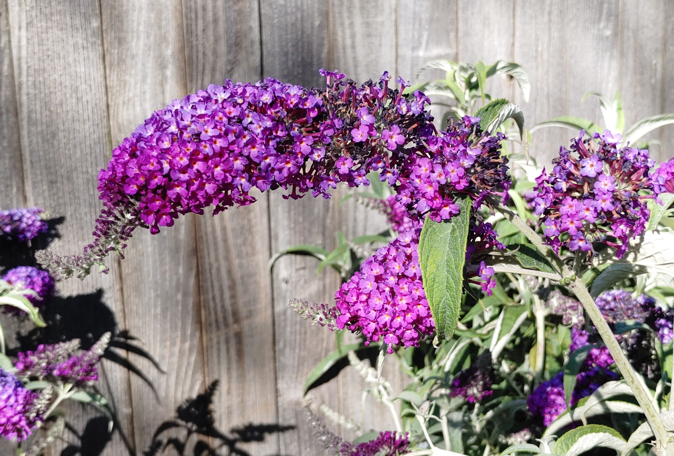Standard Buddleia Phelan Gardens – Shrubs For Sun
