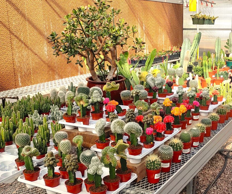 Phelan Gardens Colorado Springs Greenhouse, Plant Nursery & Garden