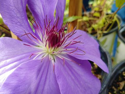 A photo of a Clematis