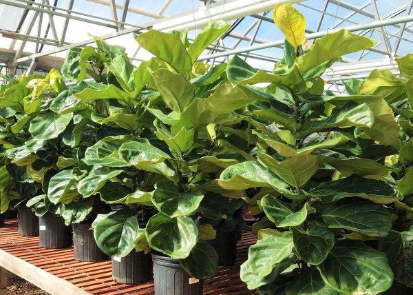 Curly Ficus Phelan Gardens – Houseplants