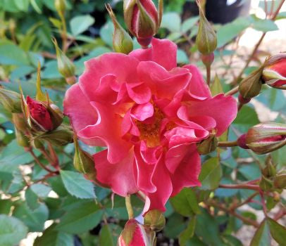 Phelan Gardens – Roses