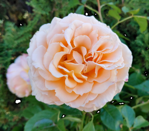 Eutopian Roses Phelan Gardens – Roses