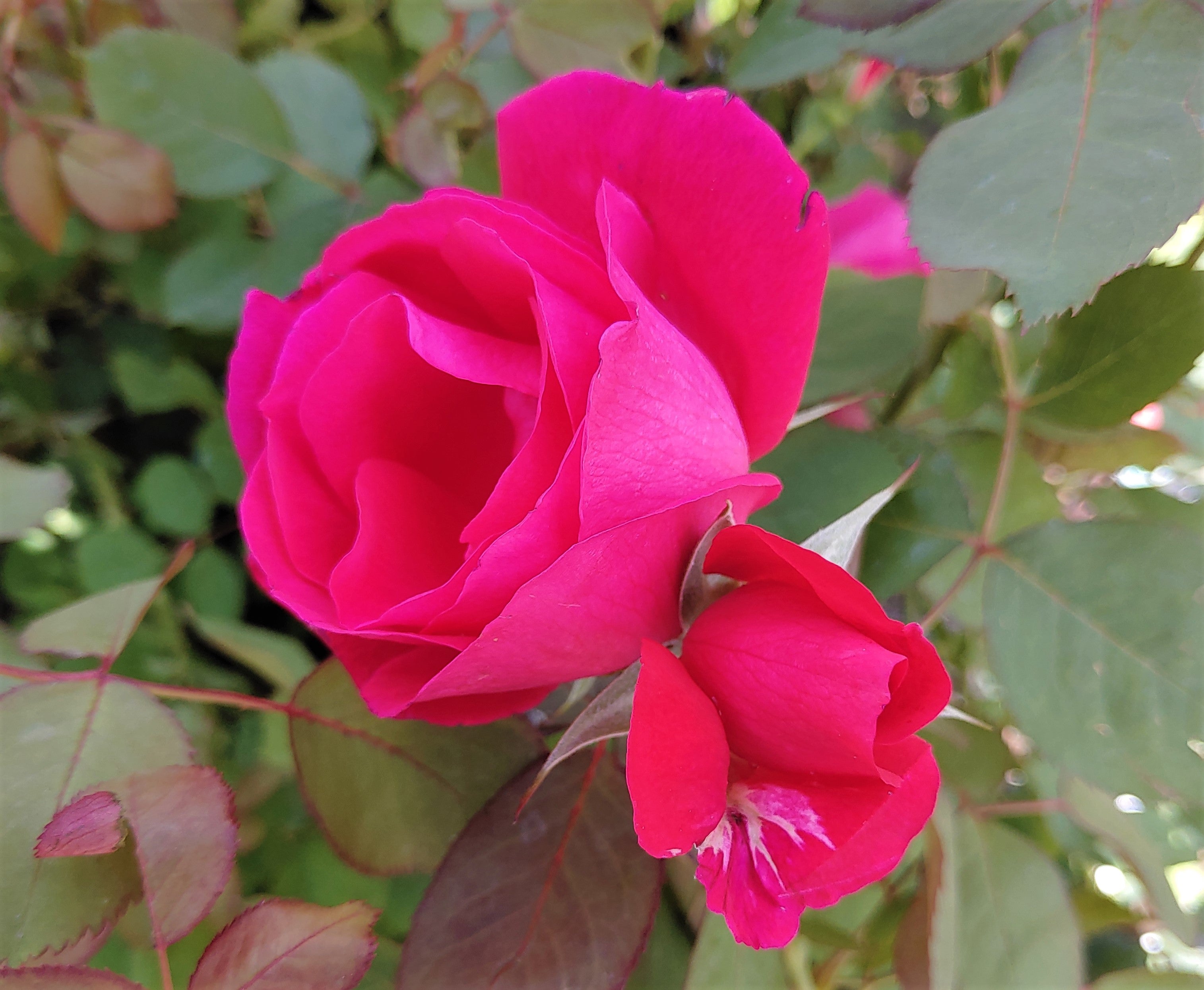 Eutopian Roses Phelan Gardens – Roses