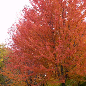 Large Maple Trees