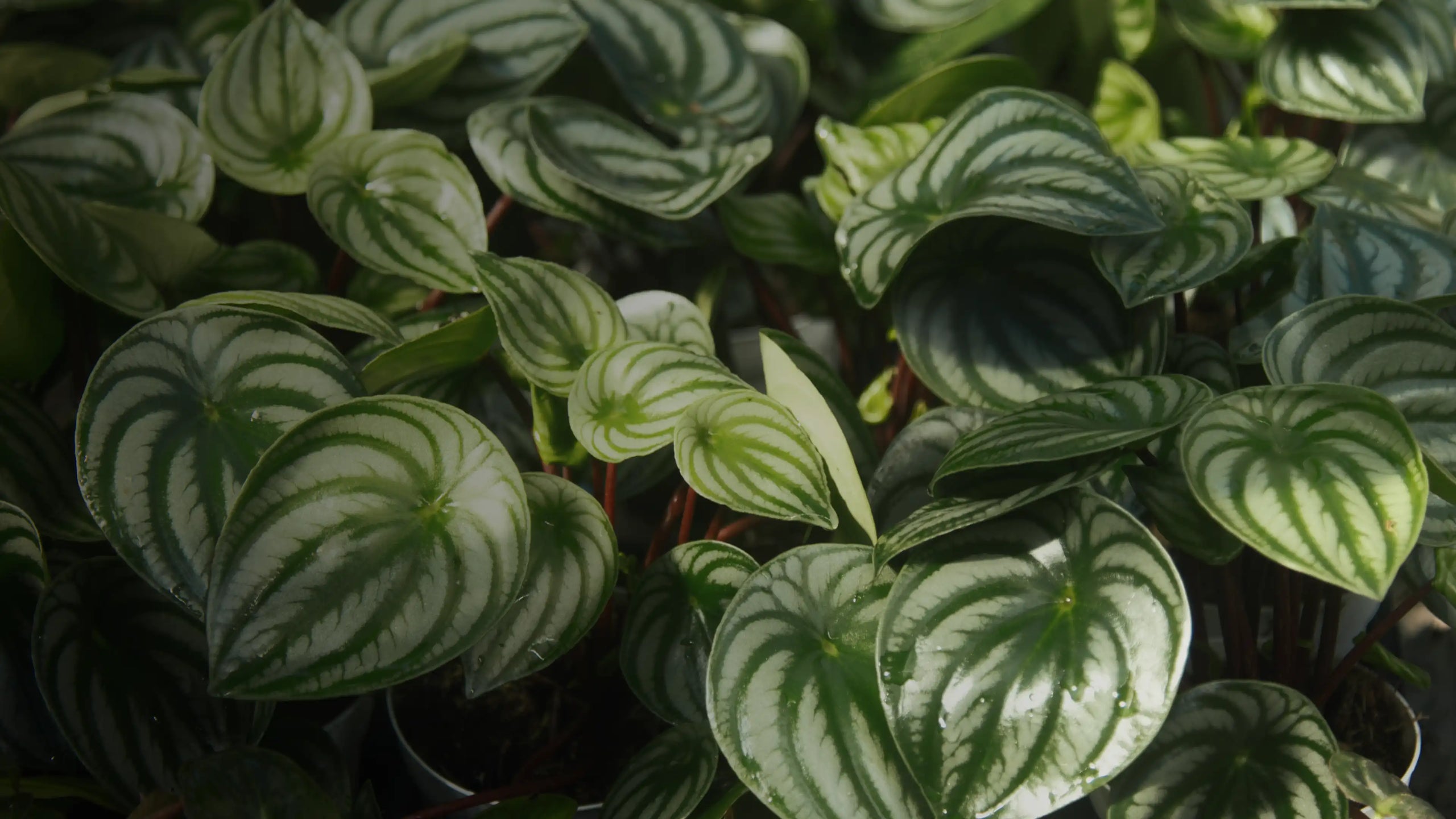 A close up photo of a Peperomia