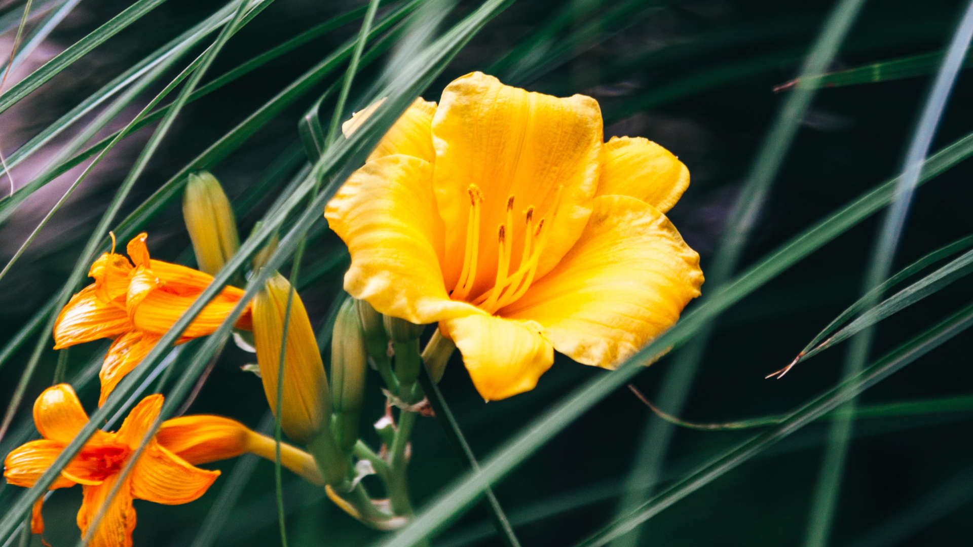 Phelan Gardens – Perennials For Sun
