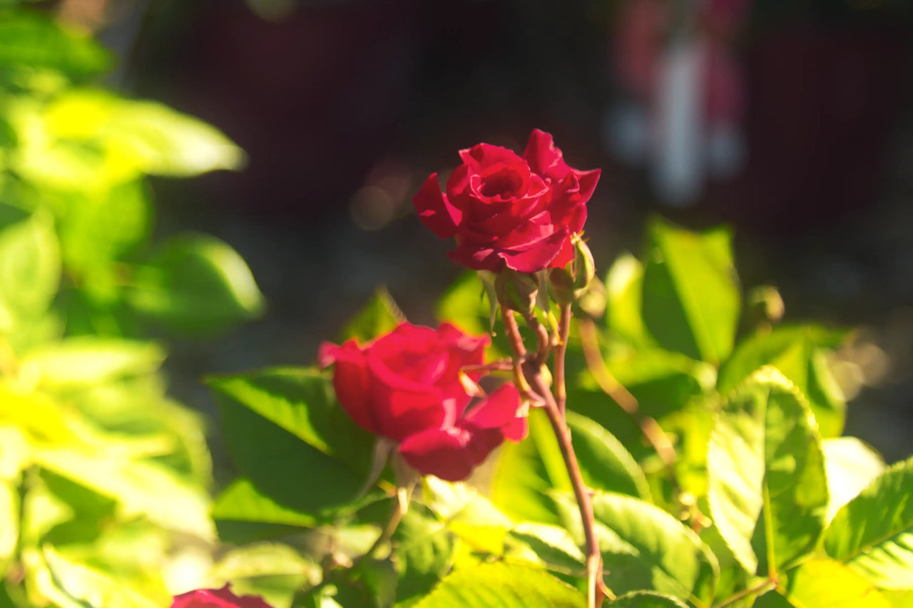A dreamy red rose