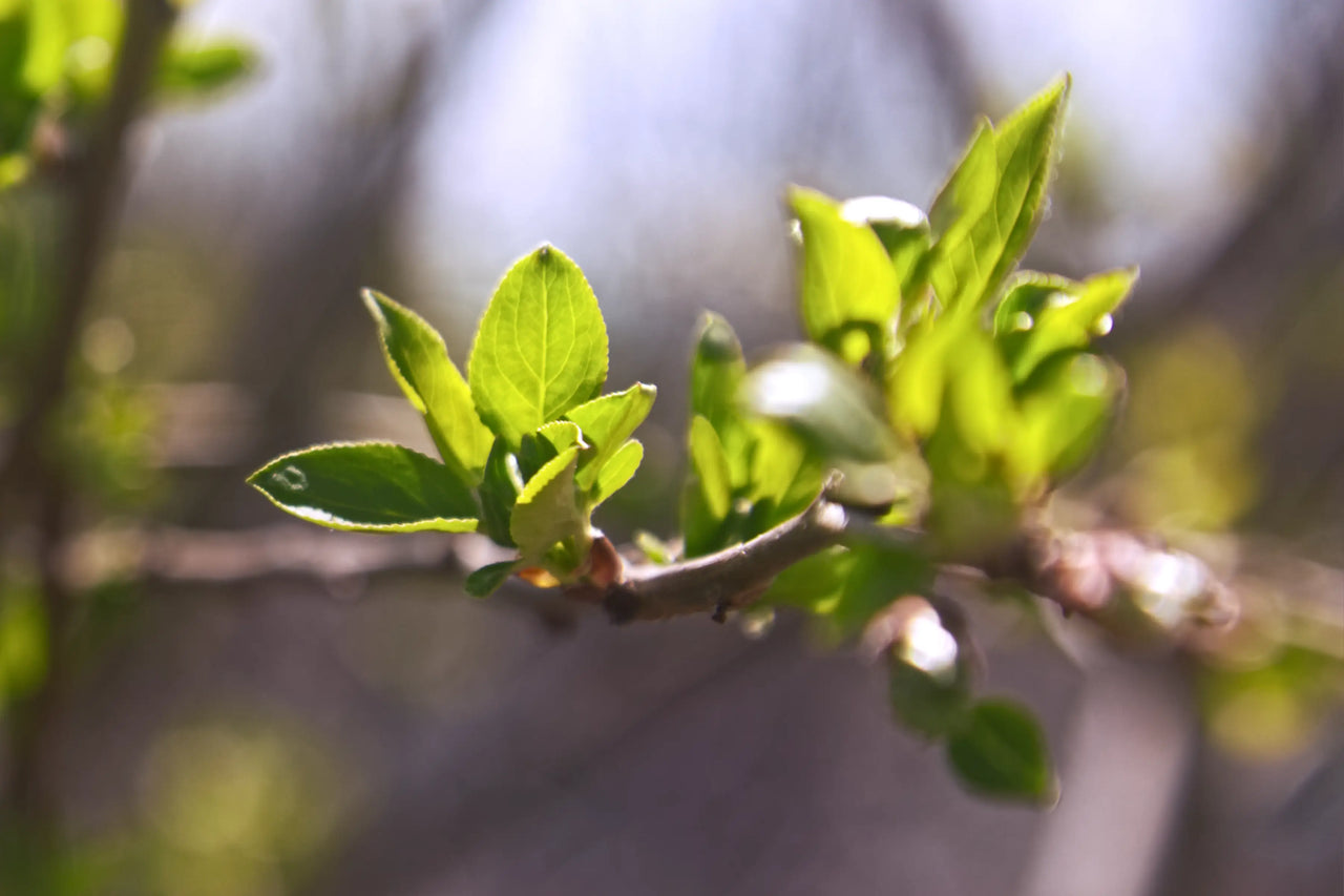 A close up image of a blooming pear tree