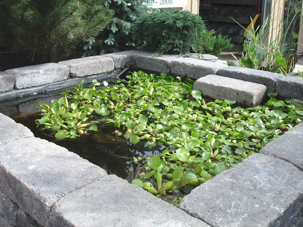A small water garden with water Hyacinth floating on top